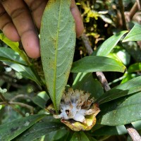 Leucocodon reticulatum Gardner